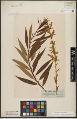 Foto von Salix triandra L. x Salix viminalis L.
